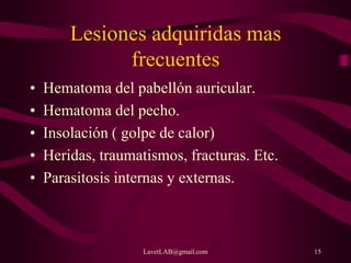 LavetLAB@gmail.com 15
Lesiones adquiridas mas
frecuentes
• Hematoma del pabellón auricular.
• Hematoma del pecho.
• Insolación ( golpe de calor)
• Heridas, traumatismos, fracturas. Etc.
• Parasitosis internas y externas.
 