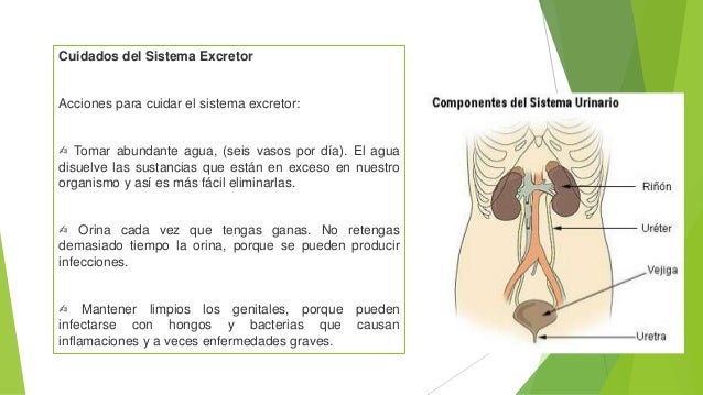 Enfermedades del sistema excretor