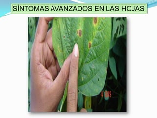 Temperaturas que varían de (20 – 25 ºC).