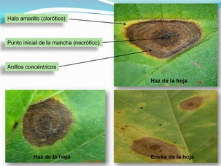 La enfermedad se agrava mas en días lluviosos y cuando el follaje dura mojado por mas de 24 horas.