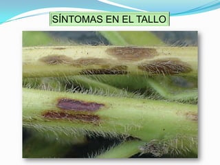 En periodos secos se inhibe la infección del hongo sobre el cultivo.SÍNTOMAS