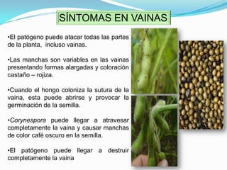 SÍNTOMAS INICIALES EN LAS HOJASLos síntomas foliares inician con pequeñas puntuaciones de color castaño rojizo rodeadas de un halo (anillo) amarillo que envuelve el punto necrótico.