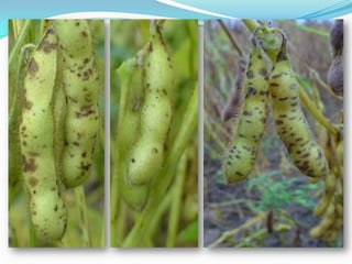 Estas con el tiempo forman grandes manchas con anillos concéntricos de coloración castaño clara alcanzando hasta 2 cm. de diámetro.Haz de la hoja (arriba)Envés de la hoja (abajo)Puntos cloróticos con centro café rojizoNo presenta estructuras visibles a simple vista