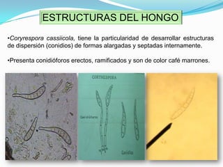 SÍNTOMAS AVANZADOS EN LAS HOJAS