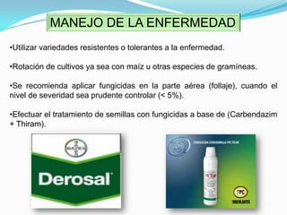 Halo amarillo (clorótico)Punto inicial de la mancha (necrótico)Anillos concéntricosHaz de la hojaHaz de la hojaEnvés de la hoja