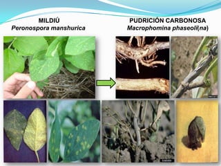 MILDIÚPeronospora manshuricaPUDRICIÓN CARBONOSAMacrophomina phaseoli(na)