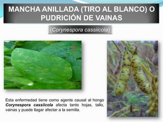 MANCHA ANILLADA (TIRO AL BLANCO) O PUDRICIÓN DE VAINAS(Corynespora cassiicola)Esta enfermedad tiene como agente causal al hongo Corynespora cassiicola afecta tanto hojas, tallo,  vainas y puede llagar afectar a la semilla.