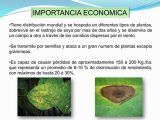 IMPORTANCIA ECONOMICATiene distribución mundial y se hospeda en diferentes tipos de plantas, sobrevive en el rastrojo de soya por mas de dos años y se disemina de un campo a otro a través de los conídios dispersos por el viento.