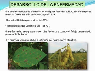 Se transmite por semillas y ataca a un gran numero de plantas excepto gramíneas.