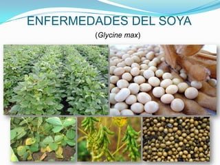 ENFERMEDADES DEL SOYA (Glycine max) 