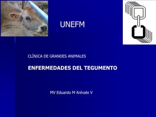 CLÍNICA DE GRANDES ANIMALES
ENFERMEDADES DEL TEGUMENTO
UNEFM
MV Eduardo M Arévalo V
 