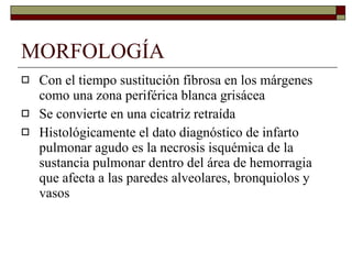 MORFOLOGÍA Con el tiempo sustitución fibrosa en los márgenes como una zona periférica blanca grisácea Se convierte en una cicatriz retraída Histológicamente el dato diagnóstico de infarto pulmonar agudo es la necrosis isquémica de la sustancia pulmonar dentro del área de hemorragia que afecta a las paredes alveolares, bronquiolos y vasos 