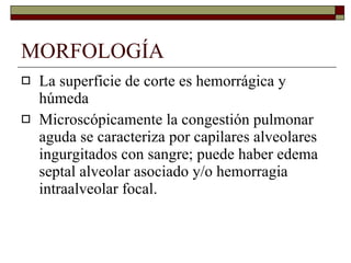 MORFOLOGÍA La superficie de corte es hemorrágica y húmeda Microscópicamente la congestión pulmonar aguda se caracteriza por capilares alveolares ingurgitados con sangre; puede haber edema septal alveolar asociado y/o hemorragia intraalveolar focal. 