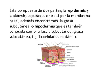 Esta compuesta de dos partes, la epidermis y
la dermis, separadas entre si por la membrana
basal, además encontramos la grasa
subcutánea o hipodermis que es también
conocida como la fascia subcutánea, grasa
subcutánea, tejido celular subcutáneo.
 