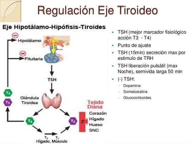 Resultado de imagen para liberacion de tsh