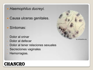    Haemophilus ducreyi.

   Causa ulceras genitales.

   Síntomas:

- Dolor al orinar
                                       es.wikipedia.org
- Dolor al defecar
- Dolor al tener relaciones sexuales
- Secreciones vaginales
- Hemorragias.



CHANCRO
 