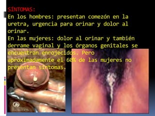 SÍNTOMAS:En los hombres: presentan comezón en la uretra, urgencia para orinar y dolor al orinar.En las mujeres: dolor al orinar y también derrame vaginal y los órganos genitales se encuentran enrojecidos. Pero  aproximadamente el 60% de las mujeres no presentan síntomas.