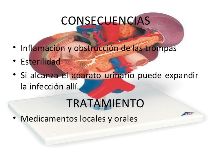 La ayuda en el aumento del miembro viril