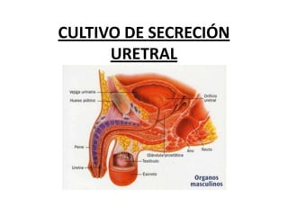 CULTIVO DE SECRECIÓN URETRAL 