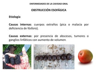 ENFERMEDADES DE LA CAVIDAD ORAL
OBSTRUCCIÓN ESOFÁGICA
Etiología
Causas internas: cuerpos extraños (pica o malacia por
deficiencia de fósforo).
Causas externas: por presencia de abscesos, tumores o
ganglios linfáticos con aumento de volumen.
 