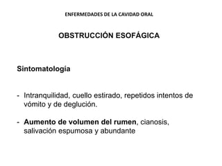 ENFERMEDADES DE LA CAVIDAD ORAL
OBSTRUCCIÓN ESOFÁGICA
Sintomatología
- Intranquilidad, cuello estirado, repetidos intentos de
vómito y de deglución.
- Aumento de volumen del rumen, cianosis,
salivación espumosa y abundante
 