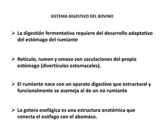 SISTEMA DIGESTIVO DEL BOVINO
 La digestión fermentativa requiere del desarrollo adaptativo
del estómago del rumiante
 Retículo, rumen y omaso son saculaciones del propio
estómago (divertículos estomacales).
 El rumiante nace con un aparato digestivo que estructural y
funcionalmente se asemeja al de un no rumiante
 La gotera esofágica es una estructura anatómica que
conecta el esófago con el abomaso.
 