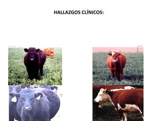 HALLAZGOS CLÍNICOS:
 