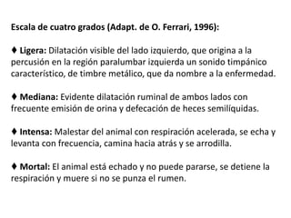 Escala de cuatro grados (Adapt. de O. Ferrari, 1996):
♦ Ligera: Dilatación visible del lado izquierdo, que origina a la
percusión en la región paralumbar izquierda un sonido timpánico
característico, de timbre metálico, que da nombre a la enfermedad.
♦ Mediana: Evidente dilatación ruminal de ambos lados con
frecuente emisión de orina y defecación de heces semilíquidas.
♦ Intensa: Malestar del animal con respiración acelerada, se echa y
levanta con frecuencia, camina hacia atrás y se arrodilla.
♦ Mortal: El animal está echado y no puede pararse, se detiene la
respiración y muere si no se punza el rumen.
 