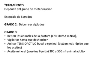 TRATAMIENTO
Depende del grado de meteorización
En escala de 5 grados
GRADO 2: Deben ser vigilados
GRADO 3:
• Retirar los animales de la pastura (EN FORMA LENTA),
• Vigilarlos hasta que deshinchen
• Aplicar TENSIOACTIVO bucal o ruminal (actúan más rápido que
los aceites)
• Aceite mineral (vaselina líquida) 300 a 500 ml animal adulto
 