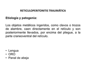 RETICULOPERITONITIS TRAUMÁTICA
Etiología y patogenia:
Los objetos metálicos ingeridos, como clavos o trozos
de alambre, caen directamente en el retículo y son
posteriormente llevados, por encima del pliegue, a la
parte craneoventral del retículo.
• Lengua
• ORO
• Panal de abeja
 
