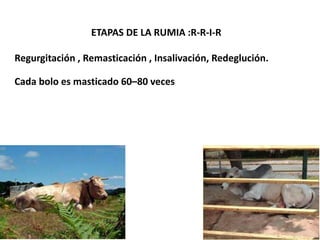 ETAPAS DE LA RUMIA :R-R-I-R
Regurgitación , Remasticación , Insalivación, Redeglución.
Cada bolo es masticado 60–80 veces
 
