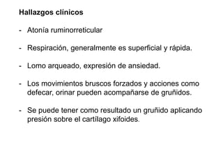 Hallazgos clínicos
- Atonía ruminorreticular
- Respiración, generalmente es superficial y rápida.
- Lomo arqueado, expresión de ansiedad.
- Los movimientos bruscos forzados y acciones como
defecar, orinar pueden acompañarse de gruñidos.
- Se puede tener como resultado un gruñido aplicando
presión sobre el cartílago xifoides.
 