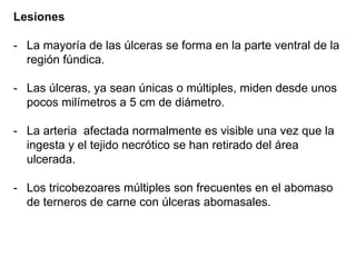 Lesiones
- La mayoría de las úlceras se forma en la parte ventral de la
región fúndica.
- Las úlceras, ya sean únicas o múltiples, miden desde unos
pocos milímetros a 5 cm de diámetro.
- La arteria afectada normalmente es visible una vez que la
ingesta y el tejido necrótico se han retirado del área
ulcerada.
- Los tricobezoares múltiples son frecuentes en el abomaso
de terneros de carne con úlceras abomasales.
 