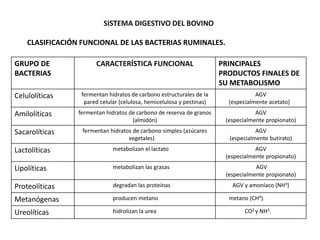 SISTEMA DIGESTIVO DEL BOVINO
CLASIFICACIÓN FUNCIONAL DE LAS BACTERIAS RUMINALES.
GRUPO DE
BACTERIAS
CARACTERÍSTICA FUNCIONAL PRINCIPALES
PRODUCTOS FINALES DE
SU METABOLISMO
Celulolíticas fermentan hidratos de carbono estructurales de la
pared celular (celulosa, hemicelulosa y pectinas)
AGV
(especialmente acetato)
Amilolíticas fermentan hidratos de carbono de reserva de granos
(almidón)
AGV
(especialmente propionato)
Sacarolíticas fermentan hidratos de carbono simples (azúcares
vegetales)
AGV
(especialmente butirato)
Lactolíticas metabolizan el lactato AGV
(especialmente propionato)
Lipolíticas metabolizan las grasas AGV
(especialmente propionato)
Proteolíticas degradan las proteínas AGV y amoníaco (NH3)
Metanógenas producen metano metano (CH4).
Ureolíticas hidrolizan la urea CO2 y NH3.
 
