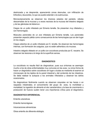 destrozada y se desprende, apareciendo zonas desnudas, con infiltración de
linfocitos y leucocitos, lo que se puede extender a la submucosa.
Microscópicamente se observan los diversos estados del parásito, células
descamadas de la mucosa y a veces necrosis de la mucosa del intestino delgado
y de las glándulas de liebercun.
Ciegos de un pollo infestado por Eimeria tenella. Se presentan muy dilatados y
con hemorragias.
Músculos pectorales de un ave infestada por Eimeria tenella. Los pectorales
presentan aspecto pálido como consecuencia de las hemorragias que se dan lugar
en los ciegos.
Ciegos abiertos de un pollo infestado por E. tenella. Se observan las hemorragias
internas, con formación de coágulos, que no están adheridos a la mucosa.
Intestino delgado dilatado en un pollo con coccidiosis producida por E. necatrix. Se
observan las lesiones a lo largo de la superficie serosa.
DIAGNOSTICO
La coccidiosis no resulta fácil de diagnosticar, pues sus síntomas se asemejan
mucho a los de otras enfermedades muy comunes en las aves. La única forma de
hacer un diagnóstico sobre coccidiosis sin lugar a dudas es mediante el examen al
microscopio de los tejidos de la pared intestinal y del contenido de los intestinos.
Se debe realizar la autopcia a los animales infectados y observar los daños
ocacionados.
Se diagnostican fácilmente cuando se observan ooquistes en las heces o en
raspados intestinales; el conocimiento del grupo de aves, la morbilidad y
mortalidad, la ingestión de alimento el olor característico y la tasa de crecimiento o
producción de huevos suelen tener una importancia crítica para el diagnóstico.
DIAGNOSTICO DIFERENCIAL
Enteritis ulcerativas
Enteritis hemorrágicas
Intoxicaciones alimenticias
Otras enteritis de diferente etiología.
 