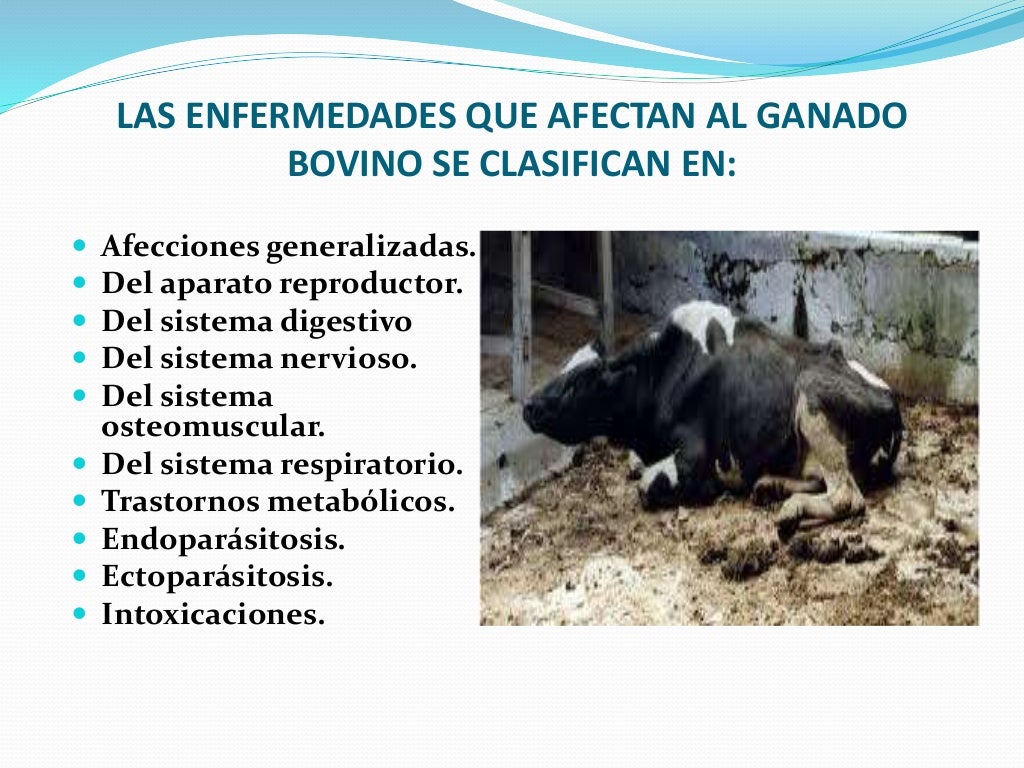 ENFERMEDADES EN BOVINOS