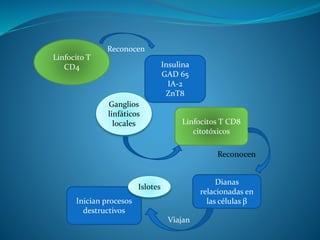 Linfocito T
CD4
Reconocen
Insulina
GAD 65
IA-2
ZnT8
Ganglios
linfáticos
locales Linfocitos T CD8
citotóxicos
Dianas
relacionadas en
las células βInician procesos
destructivos
Islotes
Viajan
 