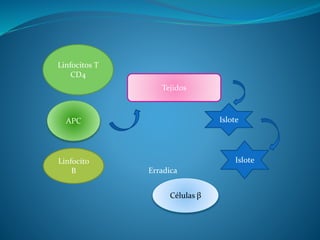 Linfocitos T
CD4
APC
Linfocito
B
Tejidos
Islote
Islote
Células β
Erradica
 