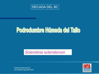 DECADA DEL 80 Podredumbre Húmeda del Tallo Sclerotinia sclerotiorum 