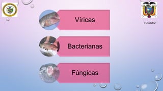 Víricas

Bacterianas

Fúngicas

Ecuador

 