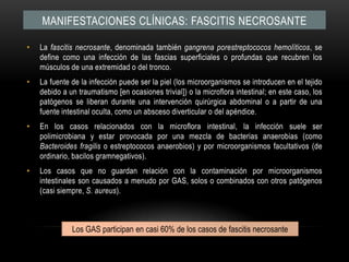 Manifestaciones clínicas: FASCITIS NECROSANTELa fascitisnecrosante, denominada también gangrena porestreptococos hemolíticos, se define como una infección de las fascias superficiales o profundas que recubren los músculos de una extremidad o del tronco.La fuente de la infección puede ser la piel (los microorganismos se introducen en el tejido debido a un traumatismo [en ocasiones trivial]) o la microflora intestinal; en este caso, los patógenos se liberan durante una intervención quirúrgica abdominal o a partir de una fuente intestinal oculta, como un absceso diverticular o del apéndice.En los casos relacionados con la microflora intestinal, la infección suele ser polimicrobiana y estar provocada por una mezcla de bacterias anaerobias (como Bacteroidesfragilis o estreptococos anaerobios) y por microorganismos facultativos (de ordinario, bacilos gramnegativos).Los casos que no guardan relación con la contaminación por microorganismos intestinales son causados a menudo por GAS, solos o combinados con otros patógenos (casi siempre, S. aureus).Los GAS participan en casi 60% de los casos de fascitisnecrosante