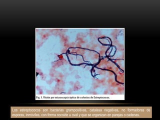 Los estreptococos son bacterias grampositivas, catalasa negativas, no formadoras de esporas, inmóviles, con forma cocoide u oval y que se organizan en parejas o cadenas.