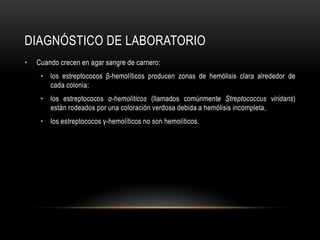 Diagnóstico de laboratorioCuando crecen en agar sangre de carnero:los estreptococos β-hemolíticos producen zonas de hemólisis clara alrededor de cada colonia;los estreptococos α-hemolíticos(llamados comúnmente Streptococcusviridans) están rodeados por una coloración verdosa debida a hemólisis incompleta,los estreptococos γ-hemolíticos no son hemolíticos.
