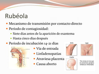 Rubéola
 Mecanismo de transmisión por contacto directo
 Periodo de contagiosidad:
 Siete días antes de la aparición de exantema
 Hasta cinco días después
 Periodo de incubación 14-21 días
 Vía de entrada
 Linfadenopatías
 Atraviesa placenta
 Causa aborto
 
