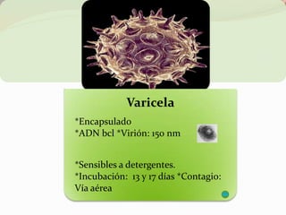 Varicela
*Encapsulado
*ADN bcl *Virión: 150 nm
*Sensibles a detergentes.
*Incubación: 13 y 17 días *Contagio:
Vía aérea
 