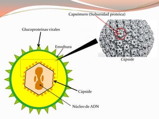 Glucoproteínas virales
Envoltura
Cápside
Núcleo de ADN
Cápside
Capsómero (Subunidad proteica)
 