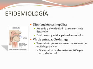 EPIDEMIOLOGÍA
 Distribución cosmopólita
 Antes de 5 años de edad : países en vías de
desarrollo
 Edad escolar y adulta: países desarrollados
 Vía de entrada: Orofaringe
 Transmisión por contacto con secreciones de
orofaringe (saliva)
 Se considera posible su transmisión por
actividad sexual
 