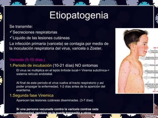 Etiopatogenia
Se transmite:
Secreciones respiratorias
Liquido de las lesiones cutáneas
La infección primaria (varicela) se contagia por medio de
la inoculación respiratoria del virus, varicela o Zoster.
Varicela (5-10 días.)
1.Periodo de incubación (10-21 días) NO sintomas
El virus se multiplica en el tejido linfoide local-> Viremia subclínica->
sistema retículo endotelial.
Al final de este periodo el virus vuelve al tracto respiratorio y así
poder propagar la enfermedad, 1-2 días antes de la aparición del
exantema.
1.Segunda fase Viremica
Aparecen las lesiones cutáneas diseminadas. (3-7 días)
Si una persona vacunada contra la varicela contrae esta
enfermedad, también se la puede transmitir a otros.
 
