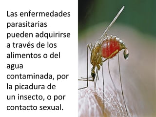 Las enfermedades
parasitarias
pueden adquirirse
a través de los
alimentos o del
agua
contaminada, por
la picadura de
un insecto, o por
contacto sexual.
 