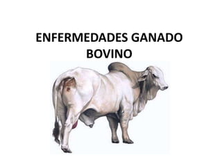 ENFERMEDADES GANADO
      BOVINO
 